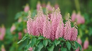 Une grappe de fleurs rose pâle, en épi, avec des feuilles vertes près de shilajit, shilajit pur, shilajit en bocal, shilajit resine outdoors.