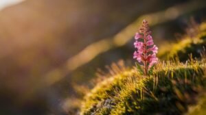 Une fleur sauvage rose se dresse au milieu de la mousse verte, avec à proximité du shilajit, du shilajit pur, du shilajit en bocal et du shilajit resine.
